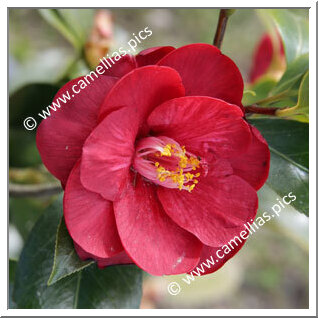 Camellia Japonica 'Jean Renaud'