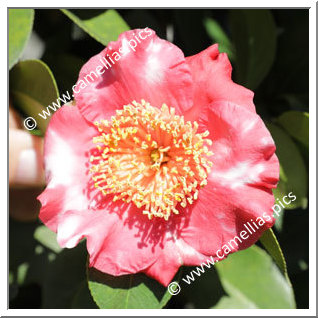 Camellia Camellia Japonica de Higo 'Jitsugetsusei'