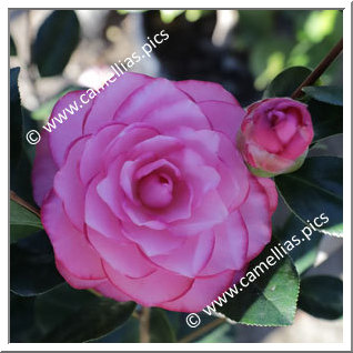 Camellia Hybride C.x williamsii 'Joe Nuccio'