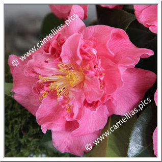 Camellia Japonica 'Jonathan'