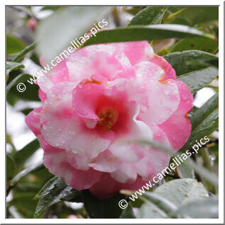Camellia Hybrid 'Julie Variegated'