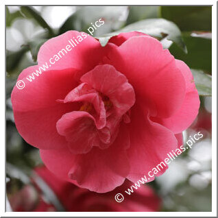 Camellia Japonica 'Kan'yôtai'