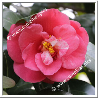 Camellia Japonica 'Kan'yôtai'