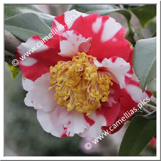 Camellia C. rusticana 'Kasugano'