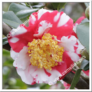 Camellia C. rusticana 'Kasugano'