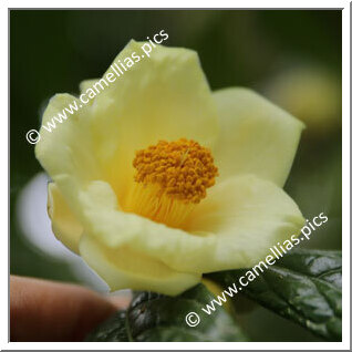 Camellia Botanique C. impressinervis 