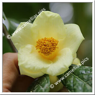 Camellia Species C. impressinervis 