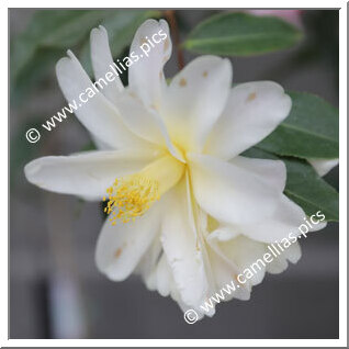 Camellia Hybrid 'Ki-renge'