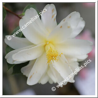Camellia Hybrid 'Ki-renge'