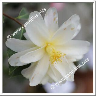 Camellia Hybrid 'Ki-renge'