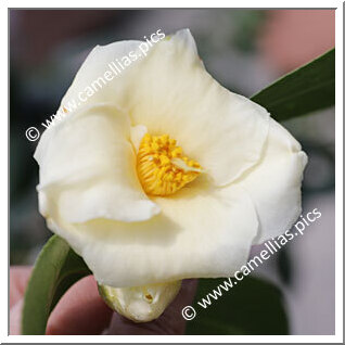 Camellia Hybrid 'Kichô'