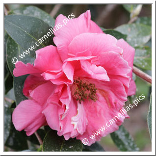 Camellia Reticulata 'Kiwi Triumph'