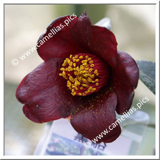 Camellia Hybrid 'Kurofune'