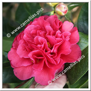 Camellia Hybride C.reticulata 'Larry Piet'
