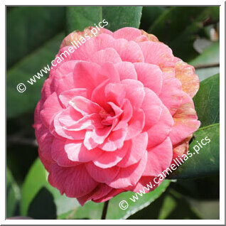 Camellia Japonica 'Laura Gatteschi'