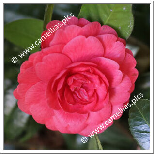 Camellia Japonica 'Lembrança de Alexandre Herculano'