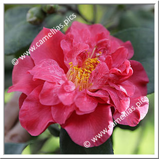 Camellia Japonica 'Letitia Schrader'