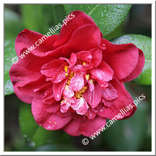 Camellia Japonica 'Letitia Schrader'