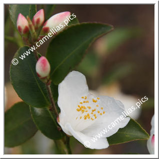 Camellia Botanique C. lutchuensis