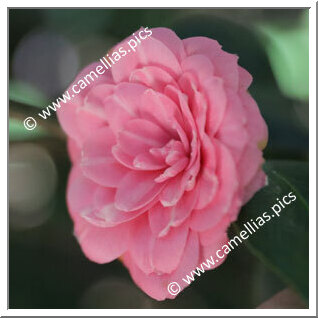 Camellia Japonica 'Madame Louis van Houtte'