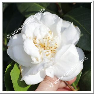Camellia Japonica 'Madge Miller'