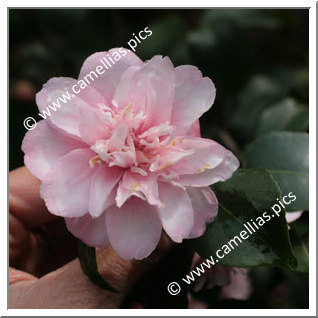 Camellia Species C. maliflora