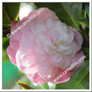 Camellia Japonica 'Margarida de Inverno'