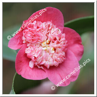 Camellia Japonica 'Maria Casares'