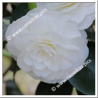 Camellia Japonica 'Maria Rovelli'