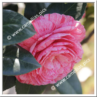 Camellia Japonica 'Maria Teresa'