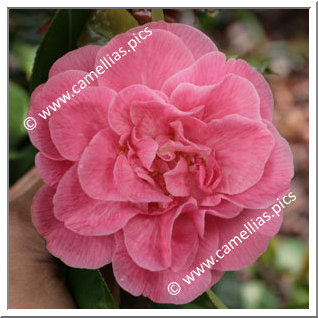 Camellia Japonica 'Marie Bracey'