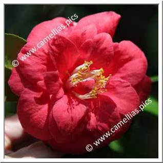 Camellia Japonica 'Mars'