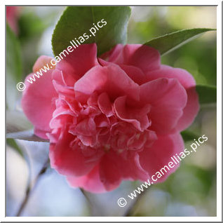 Camellia Japonica 'Mary Jo'