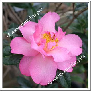 Camellia Hybrid C.x williamsii 'Mary Phoebe Taylor'