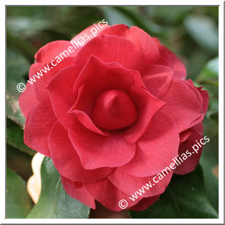 Camellia Japonica 'Mathotiana'