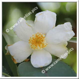 Camellia Botanique C. meiocarpa