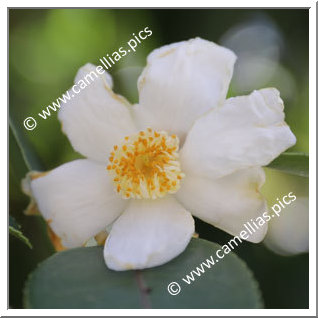 Camellia Botanique C. meiocarpa