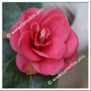 Camellia Japonica 'Minima'