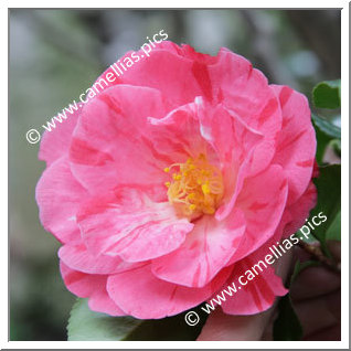 Camellia Japonica 'Momoji-no-higurashi'