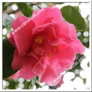 Camellia Reticulata 'Mudan Cha'