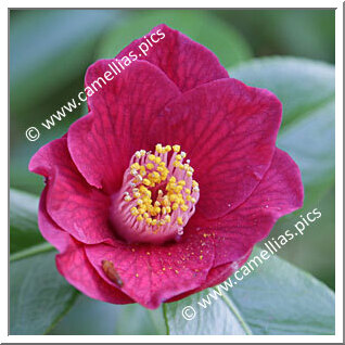 Camellia Japonica 'Murasaki-no-ue'
