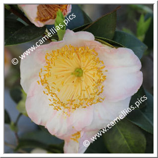 Camellia Higo Camellias 'Nakoi-no-haru'