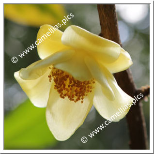 Camellia Species C. nitidissima