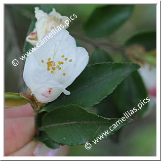 Camellia Botanique C. nokoensis