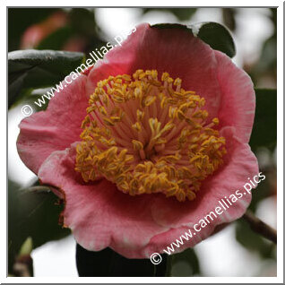 Camellia Higo Camellias 'Ô-aso'