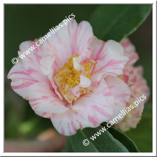 Camellia Japonica 'Otome-shibori'