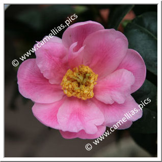 Camellia Hybrid 'Paradise Illumination'