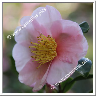 Camellia Hybride 'Pink Goddess'