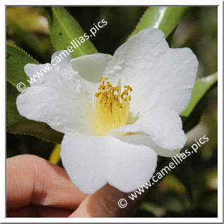 Camellia Botanique C. pitardii var. alba