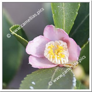 Camellia Botanique C. puniceiflora